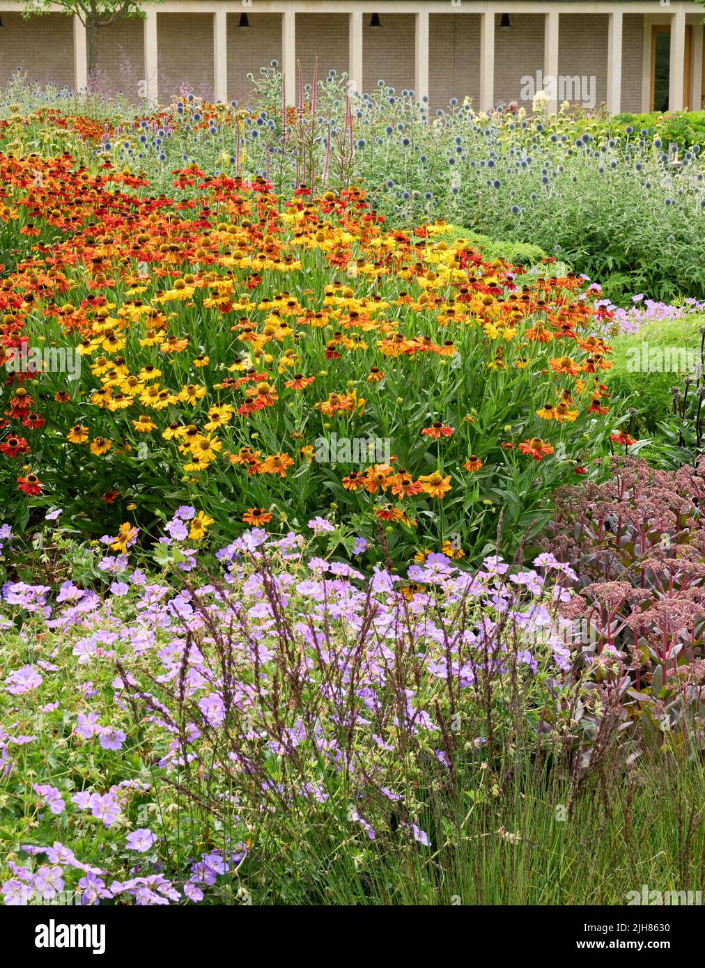 Island beds of hardy perennial plants dominated by Echinops Helenium and Geranium at Hauser and Wirth Bruton Somerset UK Stock Photo