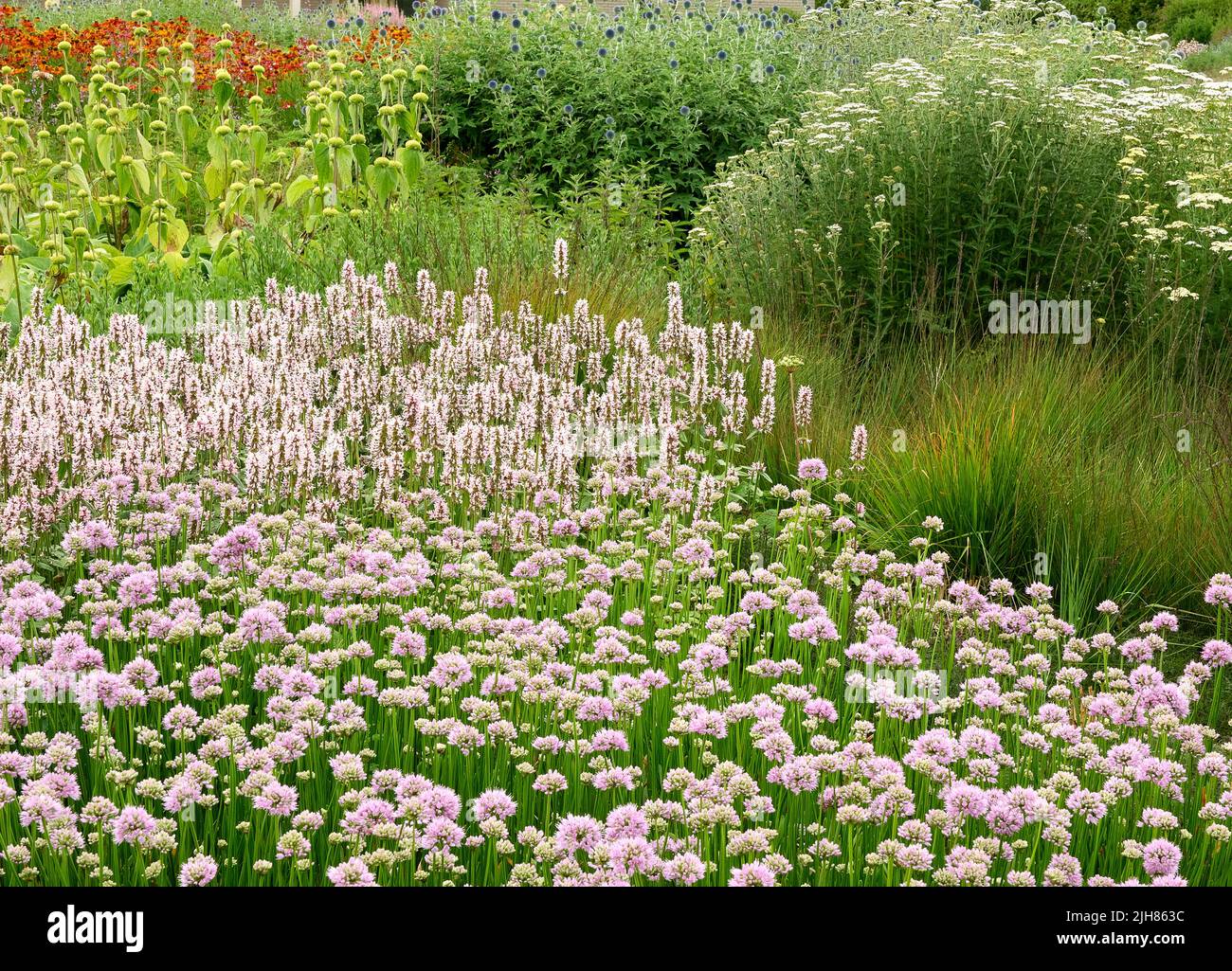 Soft summer planting featuring Scabious, Polygonium bistorta Superbum, Phlomis fruticosa and grasses at the Hauser and Wirth garden in Somerset UK Stock Photo