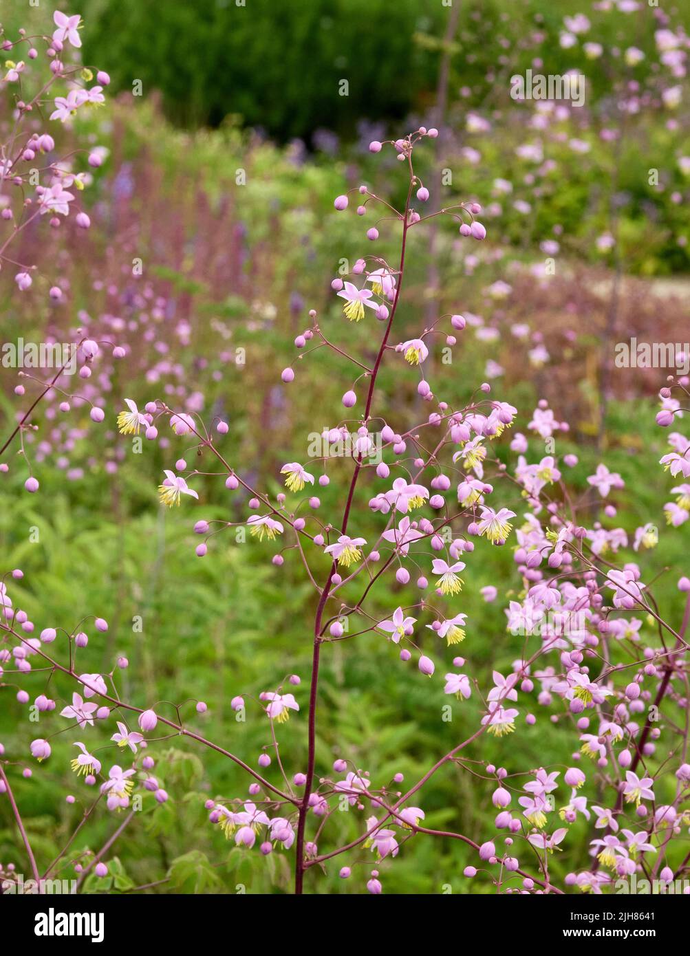 Dainty pink and yellow sprays of Thalictrum dipterocarpum the Chinese Meadow Rue in a Somerset garden UK Stock Photo