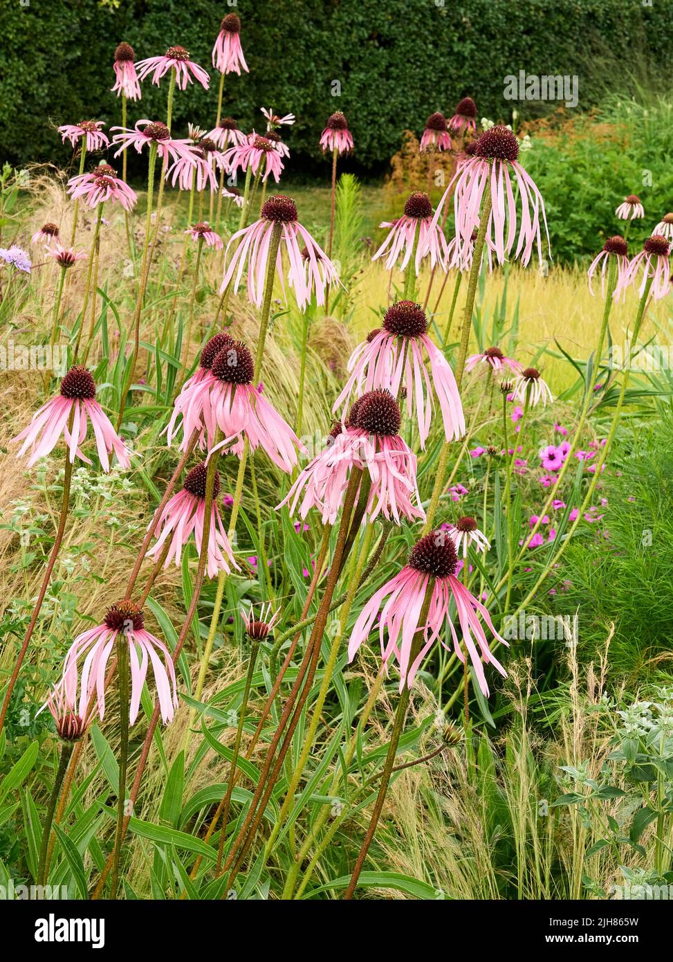 Pink form of Drooping Coneflower Echinacea pallida forming a striking focal point of a herbaceous border in Somerset UK Stock Photo