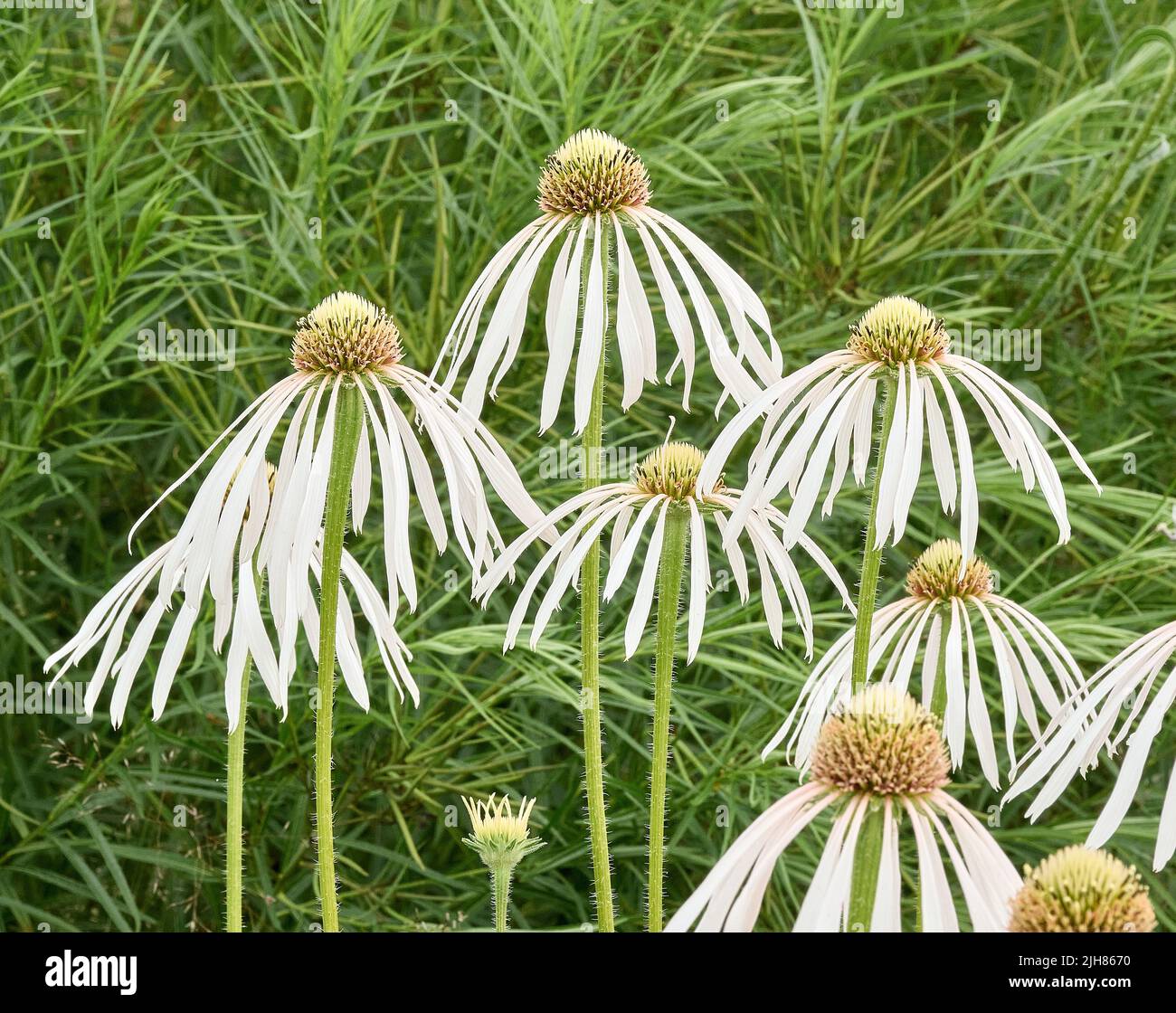 White form of Drooping Coneflower Echinacea pallida forming a striking focal point of a herbaceous border in Somerset UK Stock Photo