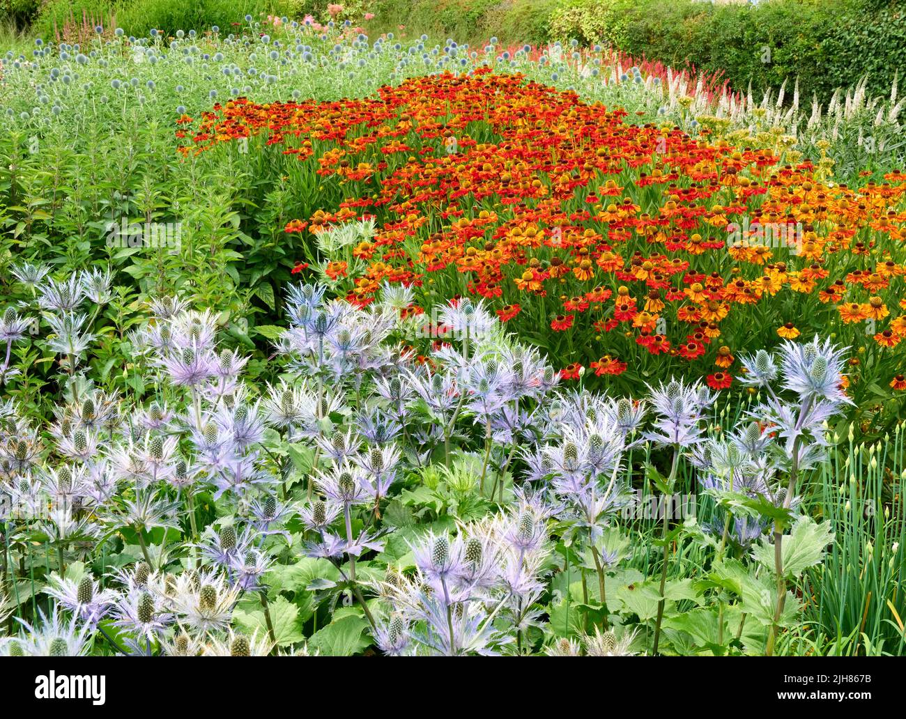 Island beds of hardy perennial plants dominated by Helenium and Eryngium at Hauser and Wirth Bruton Somerset UK Stock Photo