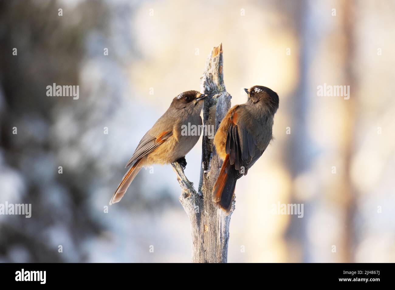 Two Siberian jays, Perisoreus infaustus eating on a feeder near Kuusamo, Northern Finland Stock Photo