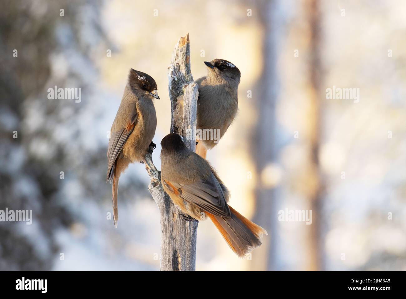 Three Siberian jays, Perisoreus infaustus eating on a feeder near Kuusamo, Northern Finland Stock Photo