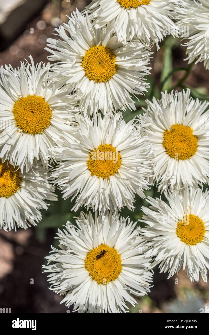 Shasta Daisy flowers. Leucanthemum x superbum Real Glory Stock Photo