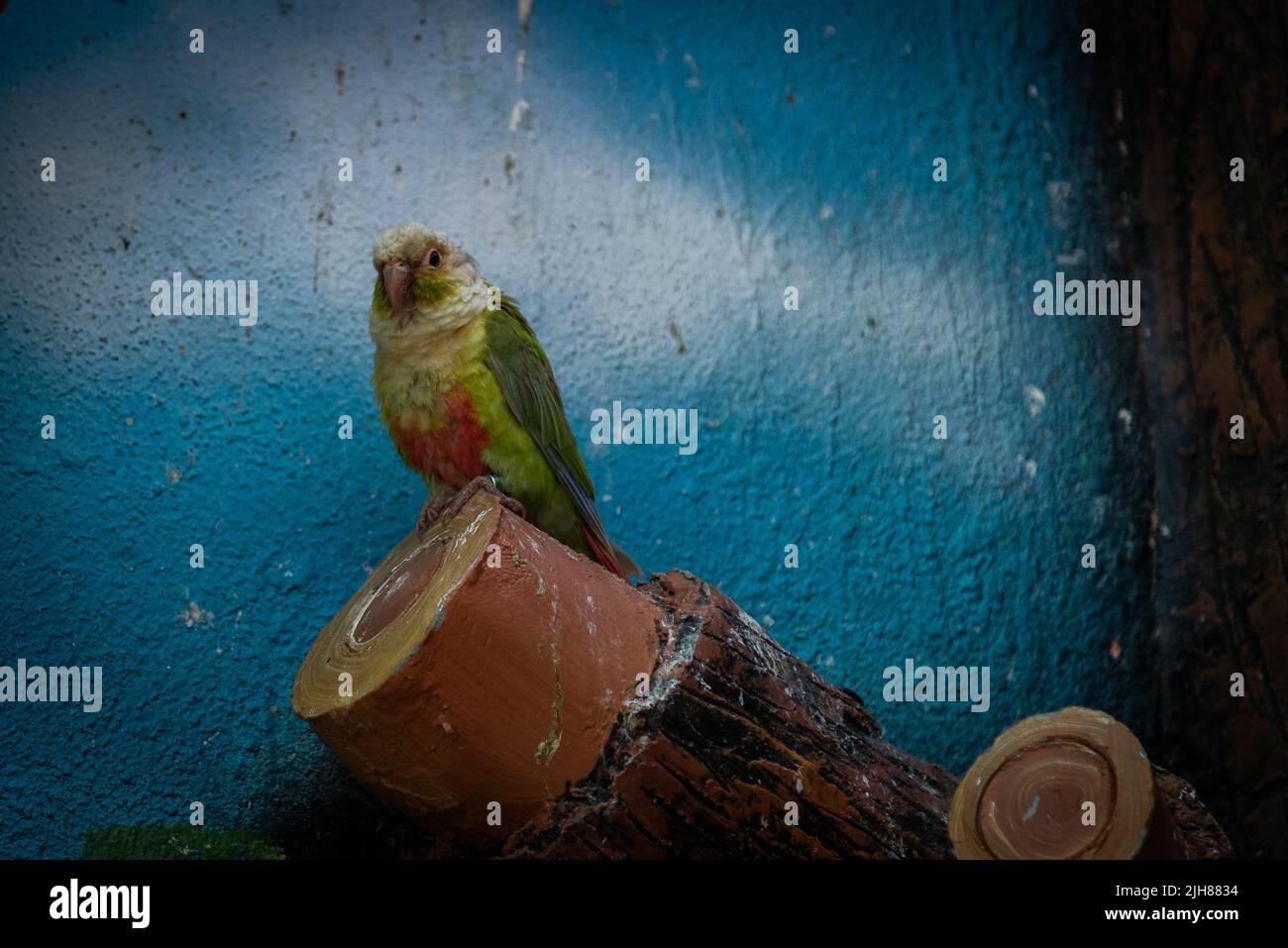 A closer look at Colorful Bird Playgrounds And Viewing Areas