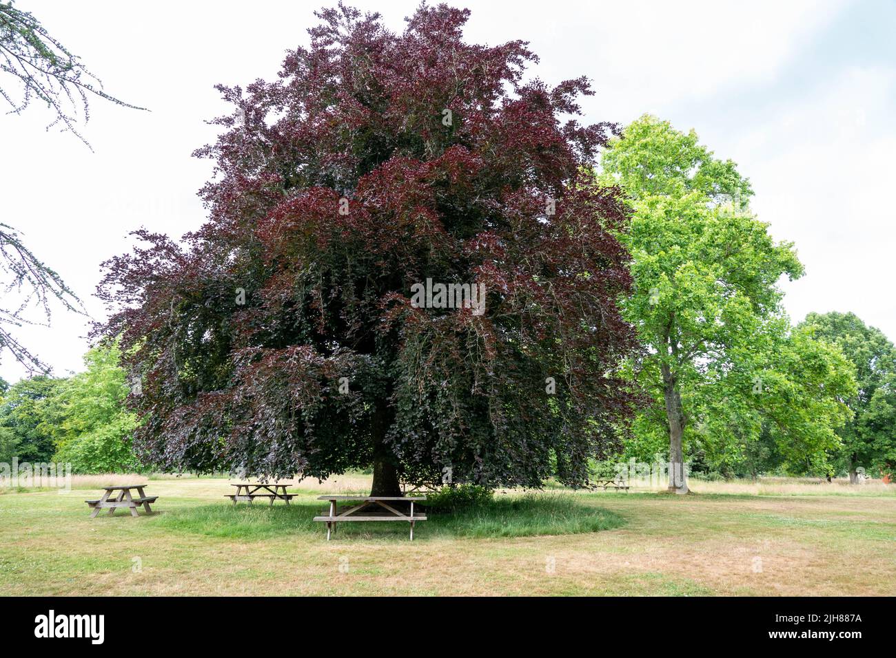beautiful copper beech tree with purple leaves surrounded by picnic