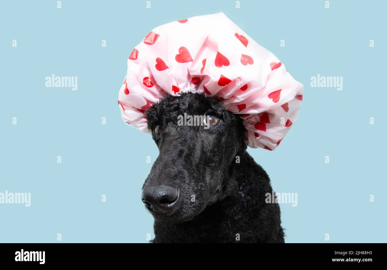 Funny portrait poodle dog wearing cap shower with hearts. Isolated on blue pastel background Stock Photo