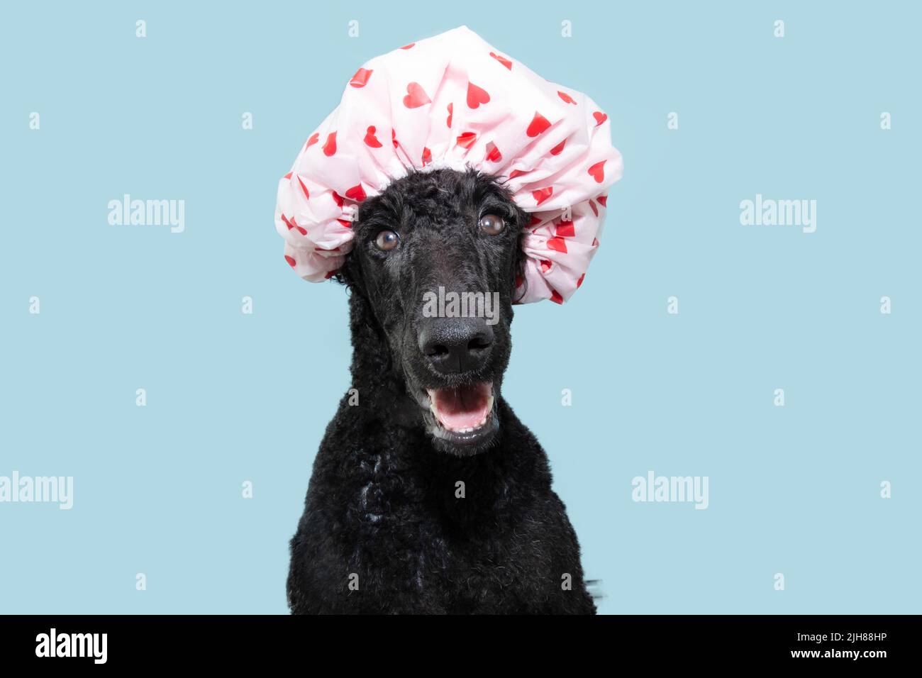 Funny hapy poodle dog wearing cap shower with hearts. Isolated on blue pastel background Stock Photo