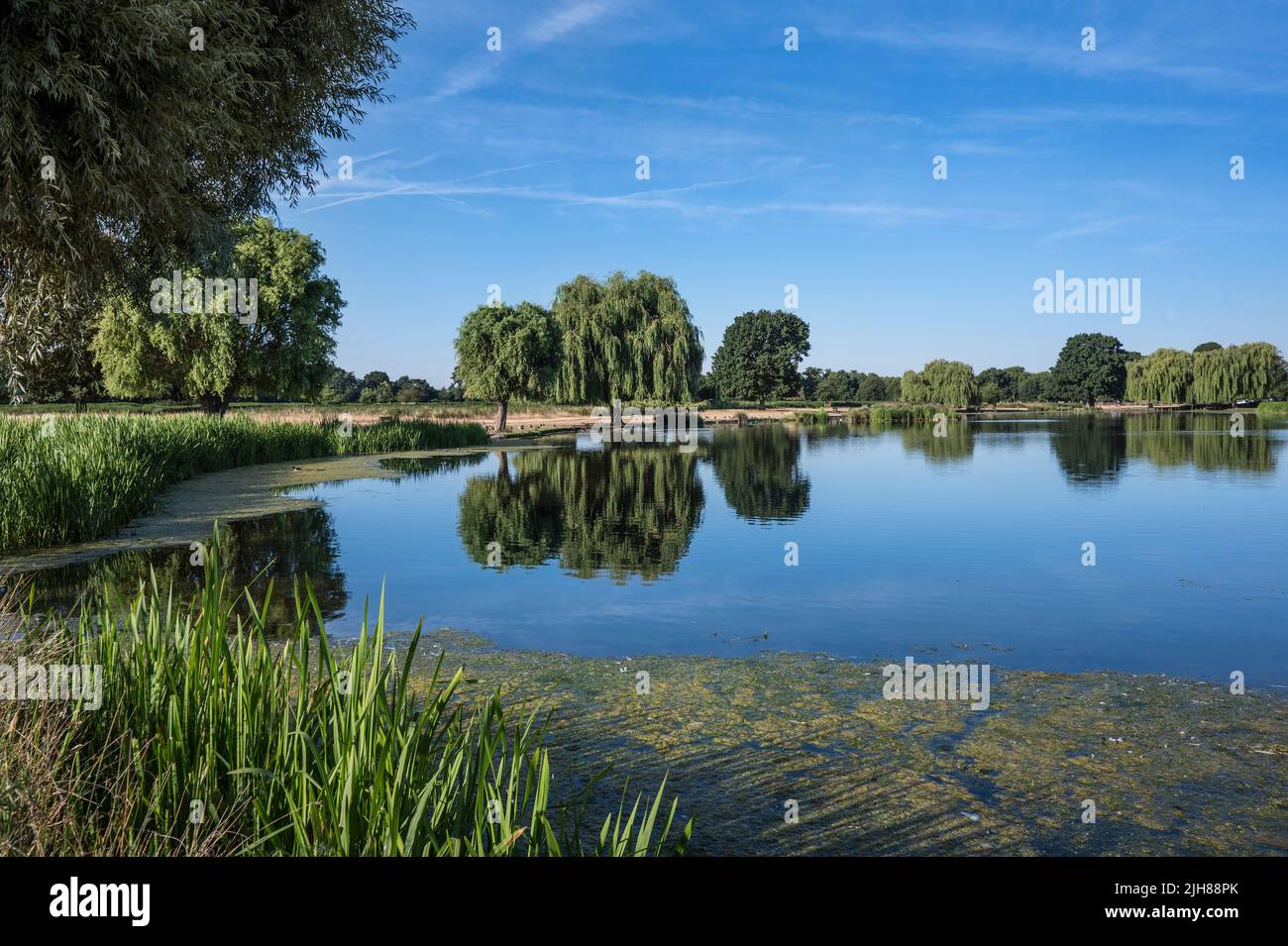 Heron pond in bushy park hi-res stock photography and images - Alamy