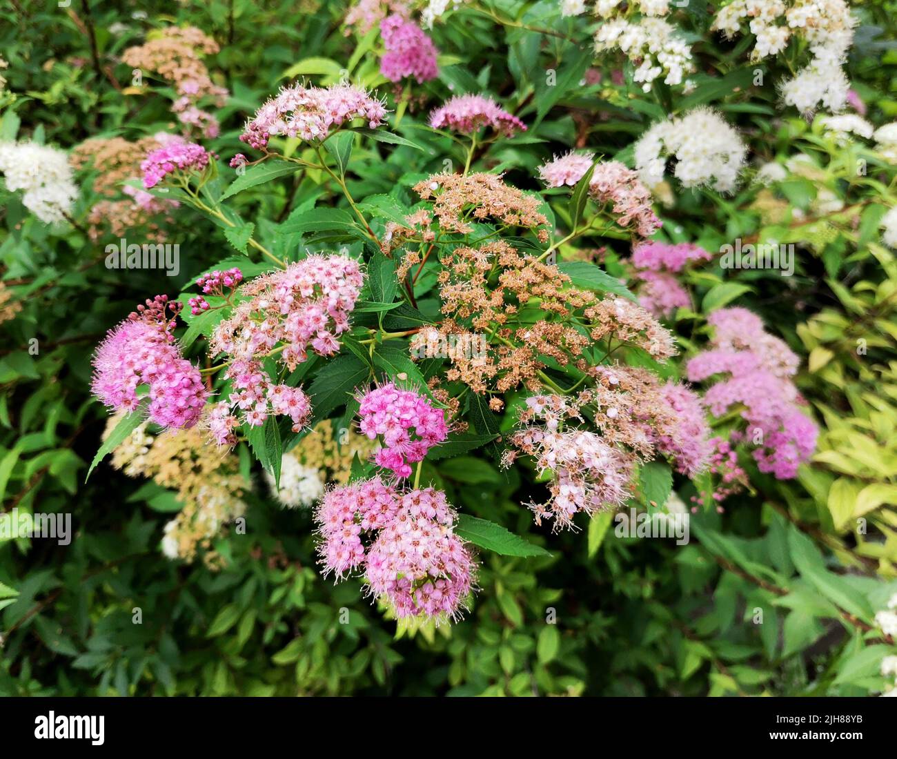 Hydrangea shrub with pink and white flowers Stock Photo - Alamy