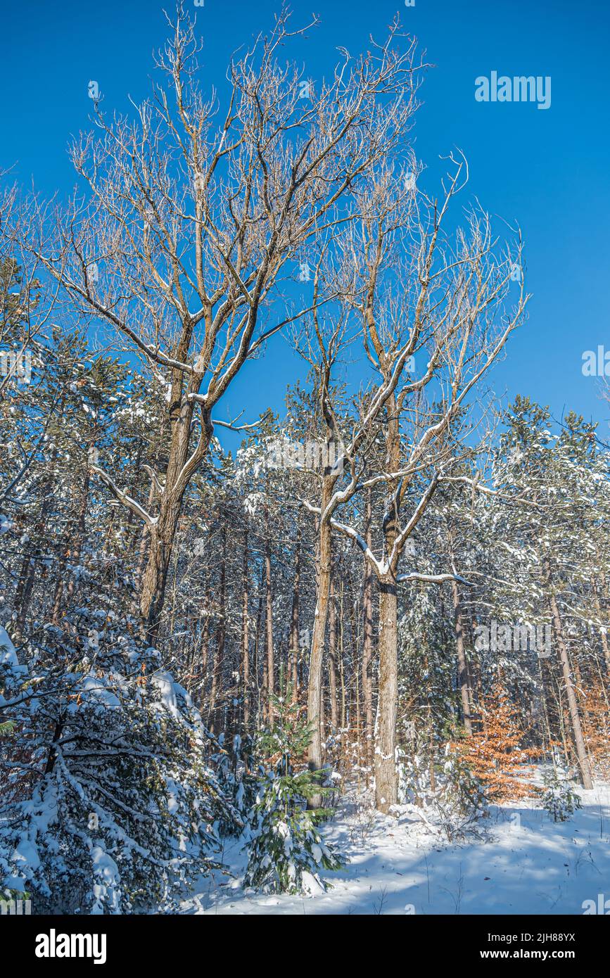 Tree Snow Ground Trees and ground under snow in sunny winter day Stock Photo - Alamy