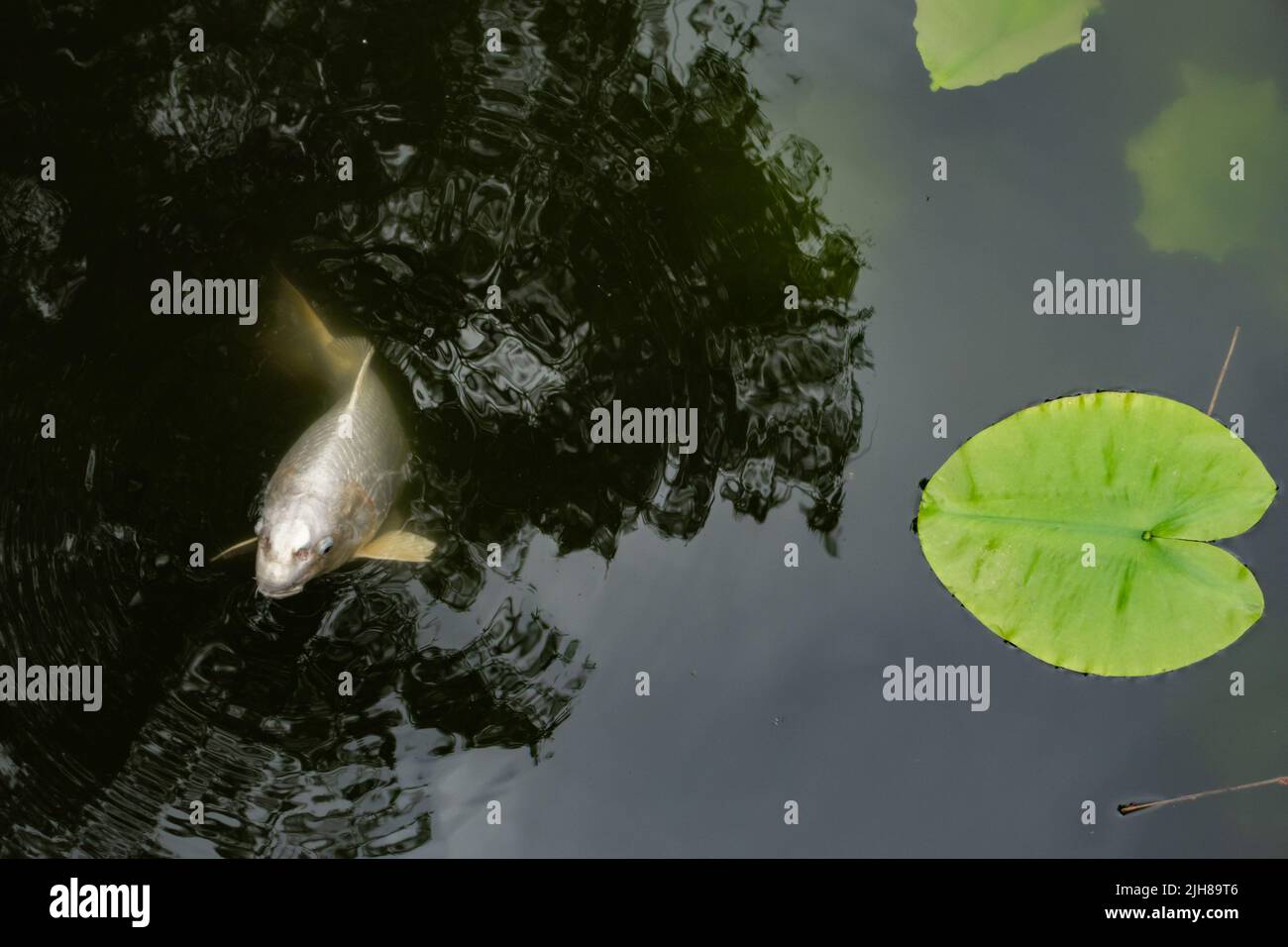 White carp fish swims on the surface of the lake next to the water lily leaves in Botanical garden Copenhagen, Denmark Stock Photo