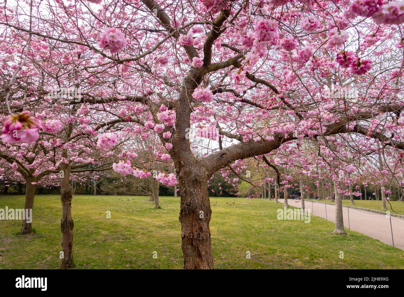 Blossom Japanese pink cherry trees in Bispebjerg Kirkegaard Cemetery in Copenhagen, Denmark Stock Photo
