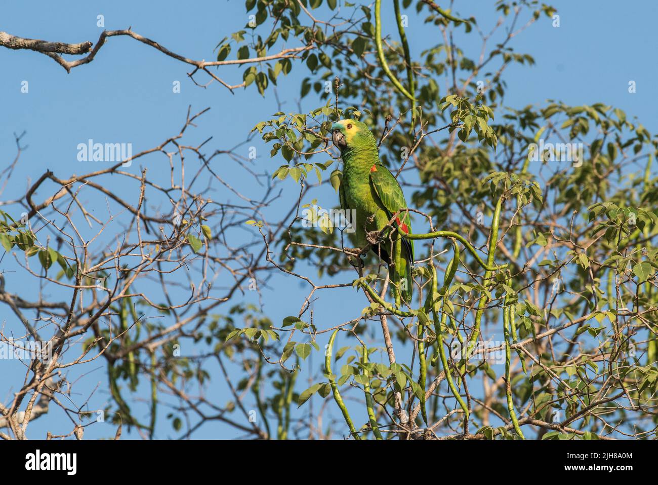 Blue fronted amazon, in Amazonas jungle environment, Brazil Stock Photo