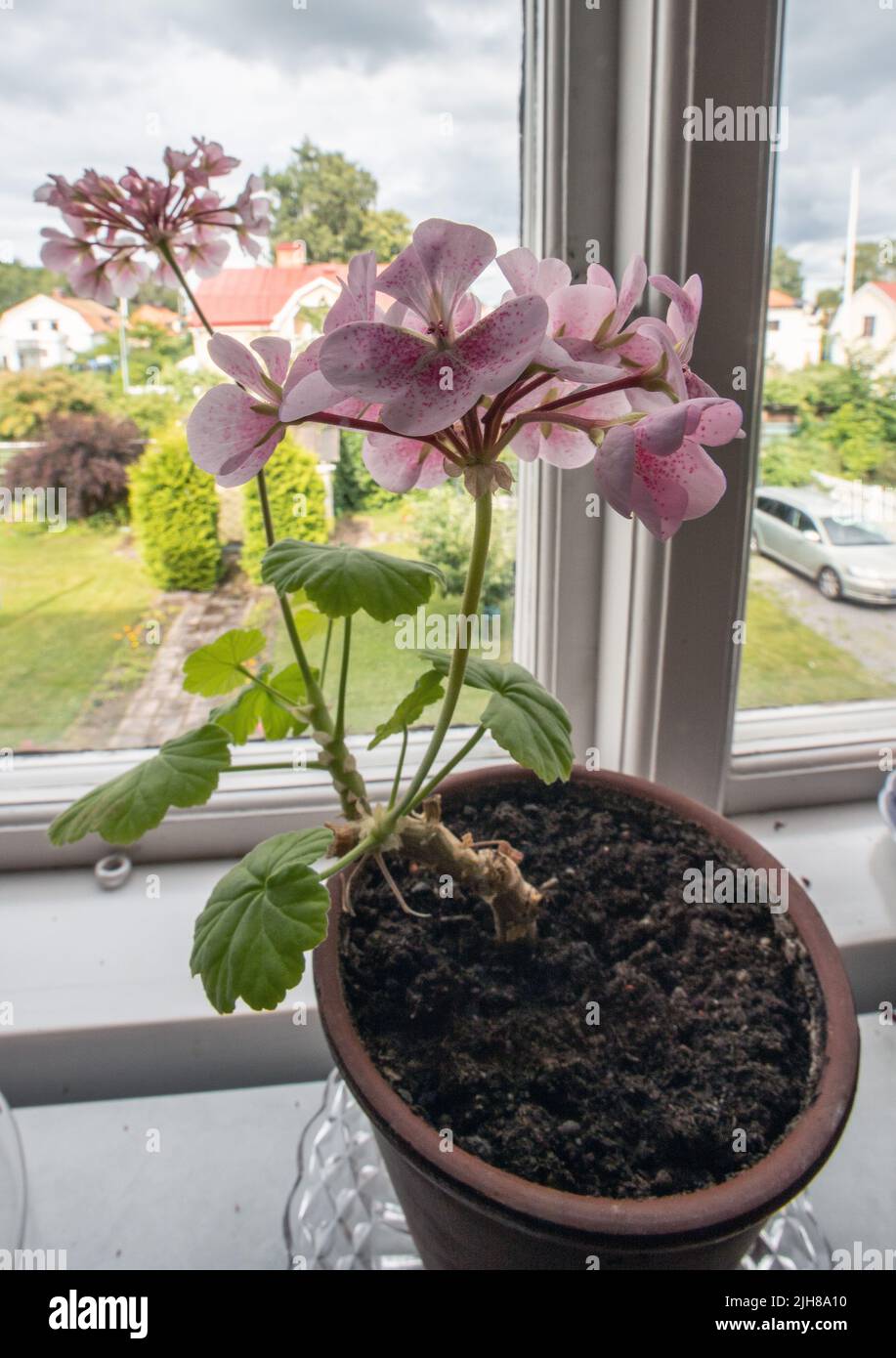 Old-fashioned pink pelargonium in a house window. Stock Photo
