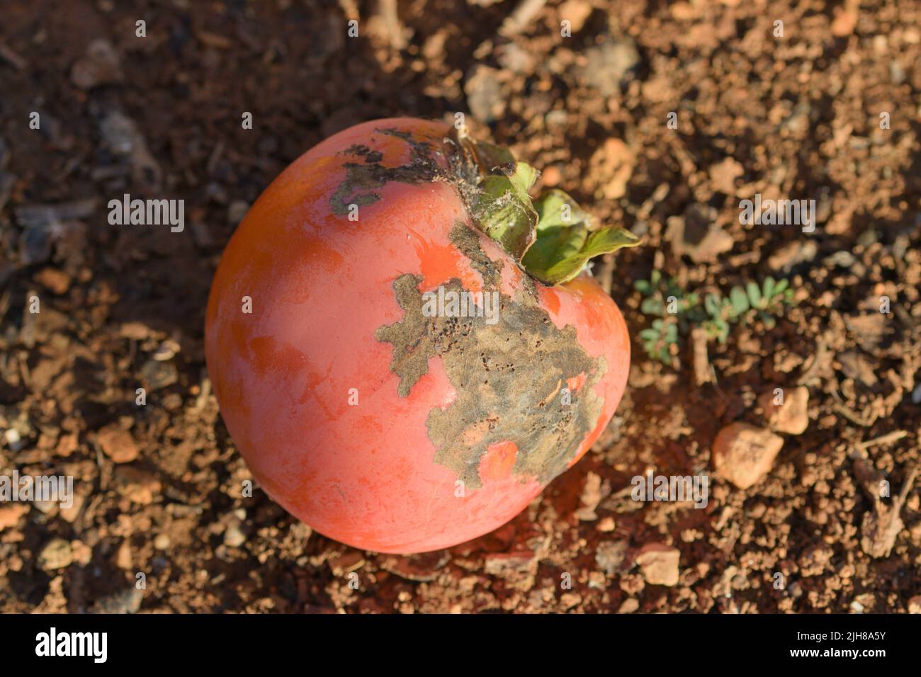 Close-up of a persimmon fruit that is affected by a thrips, a plague that stains the fruits and causes great losses to the farmer (Heliothrips haemorr Stock Photo