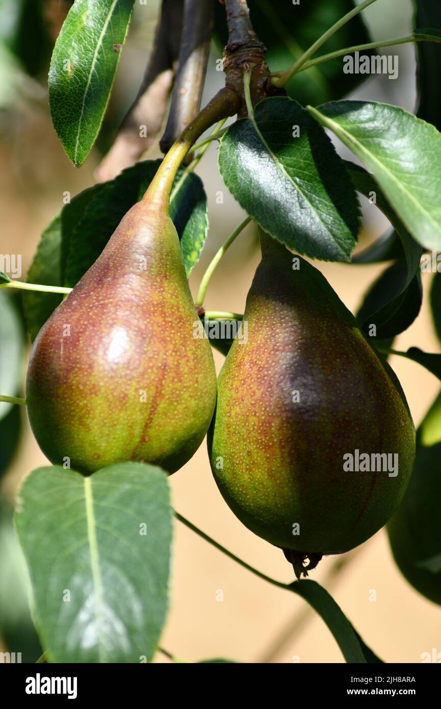 Pears (Pyrus) in Close up on a Pear tree (Pyrus communis) in back