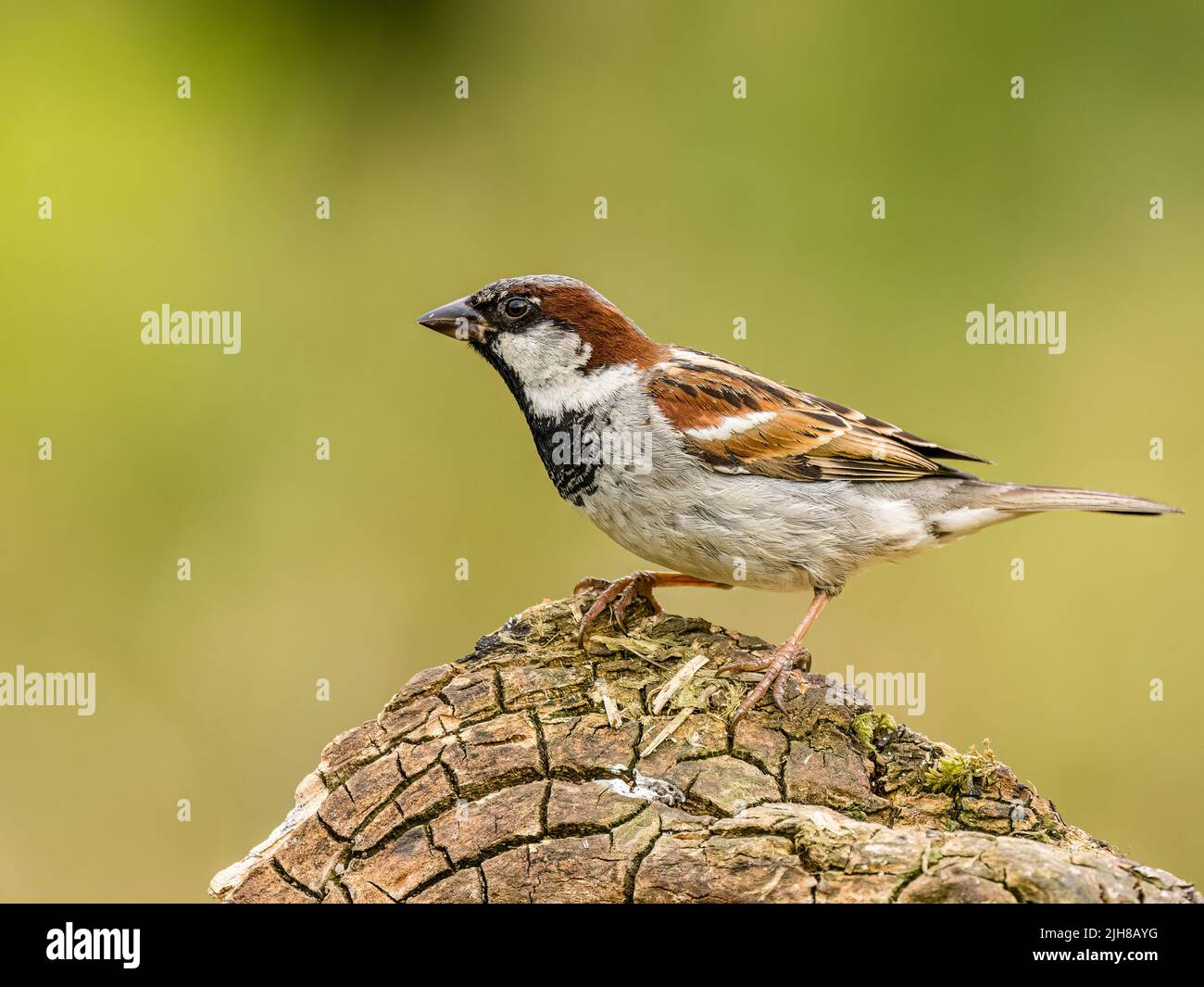 Male house sparrow foraging in summer in mid Wales Stock Photo