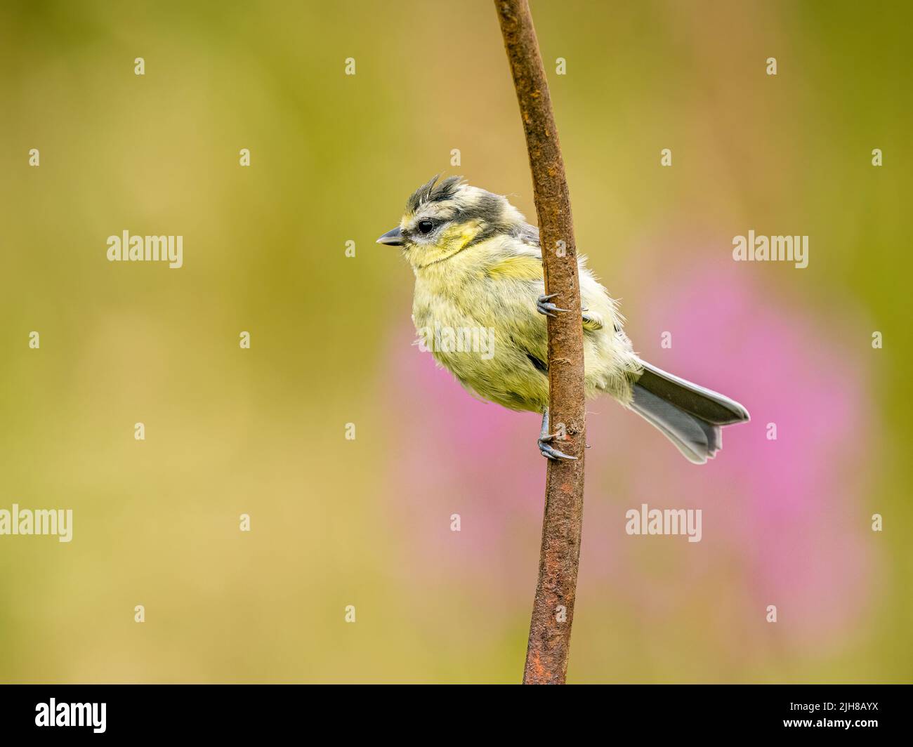 Blue tit foraging in summer in mid Wales Stock Photo