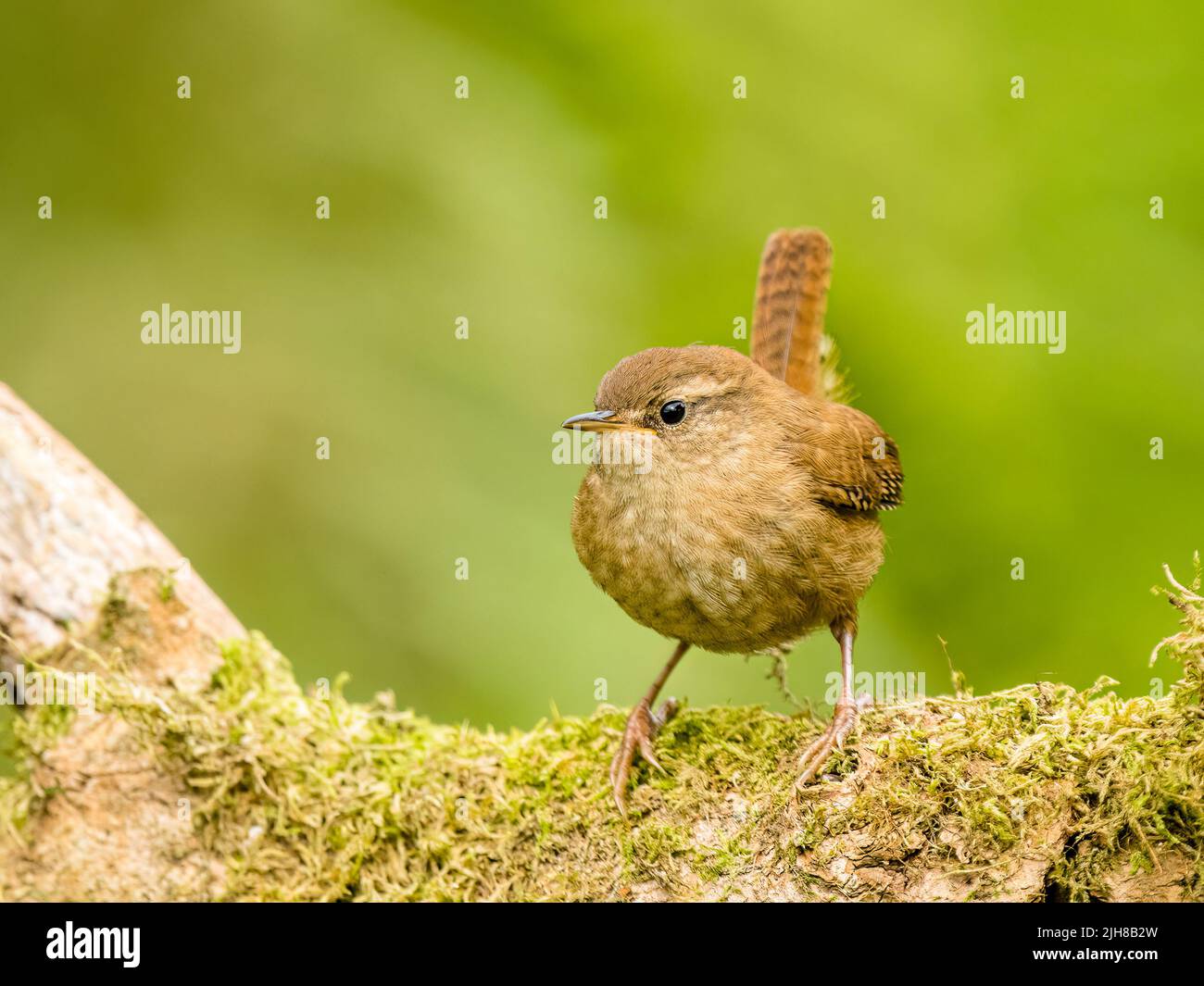 Wren chick foraging in summer in mid Wales Stock Photo