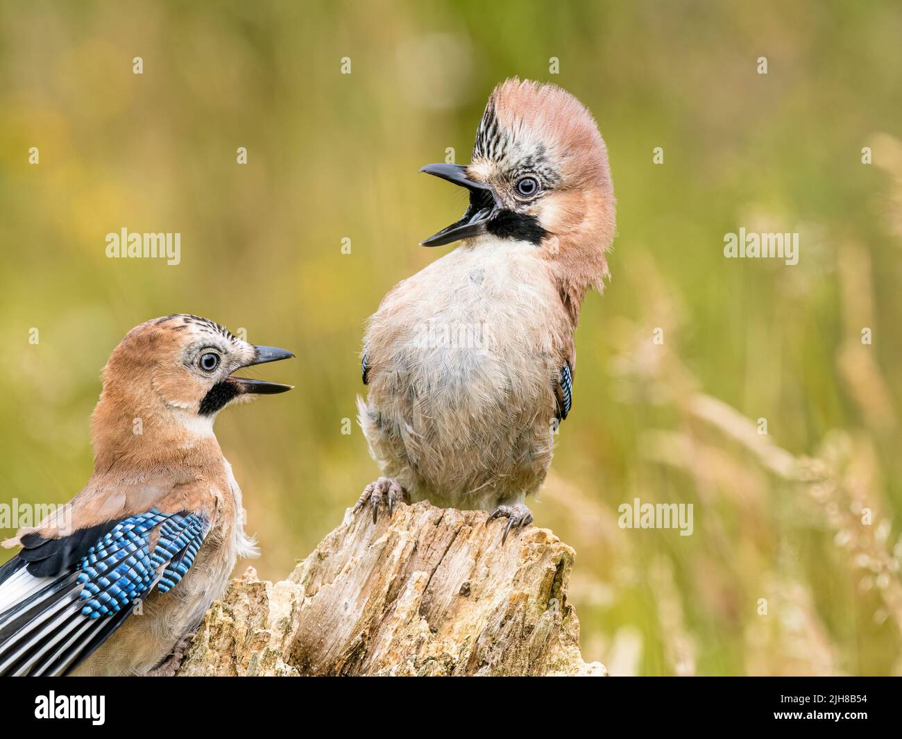 Jay youngster foraging close to its parents in summer in mid Wales Stock Photo