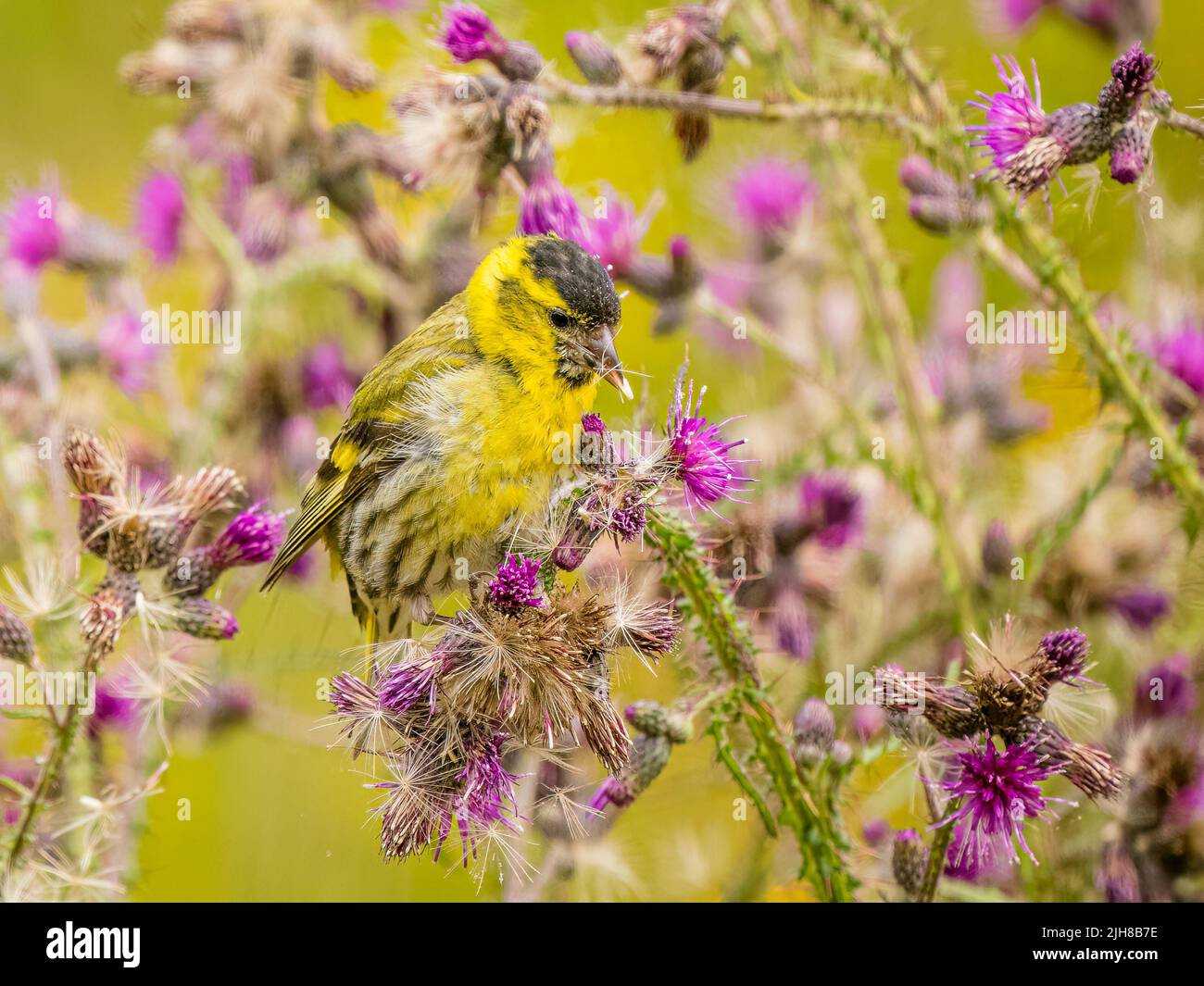 Siskin foraging in summer in mid Wales Stock Photo