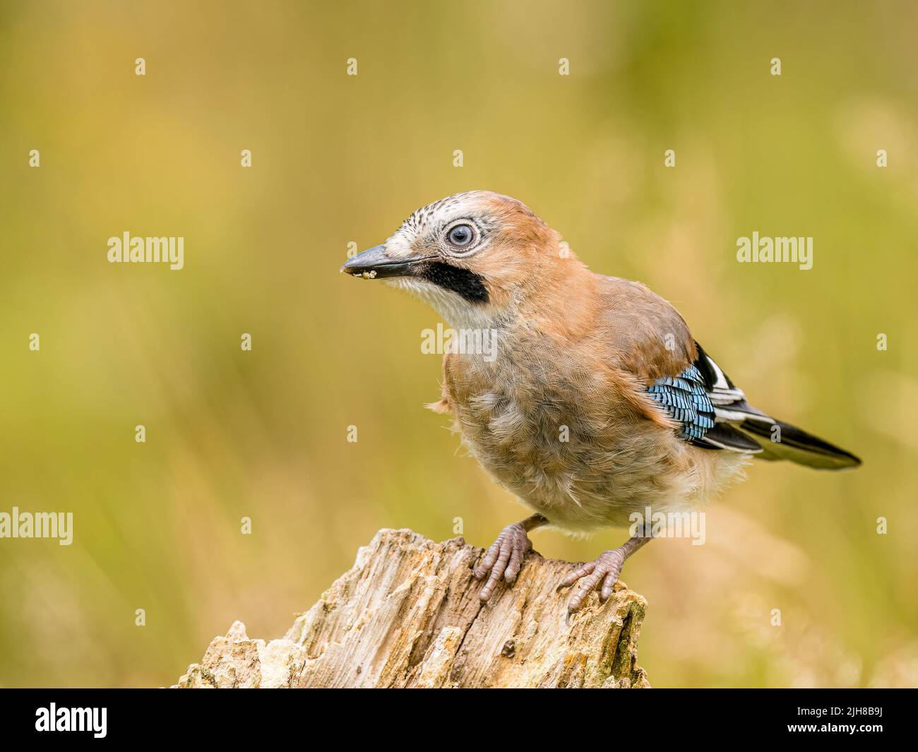 Jay youngster foraging close to its parents in summer in mid Wales Stock Photo