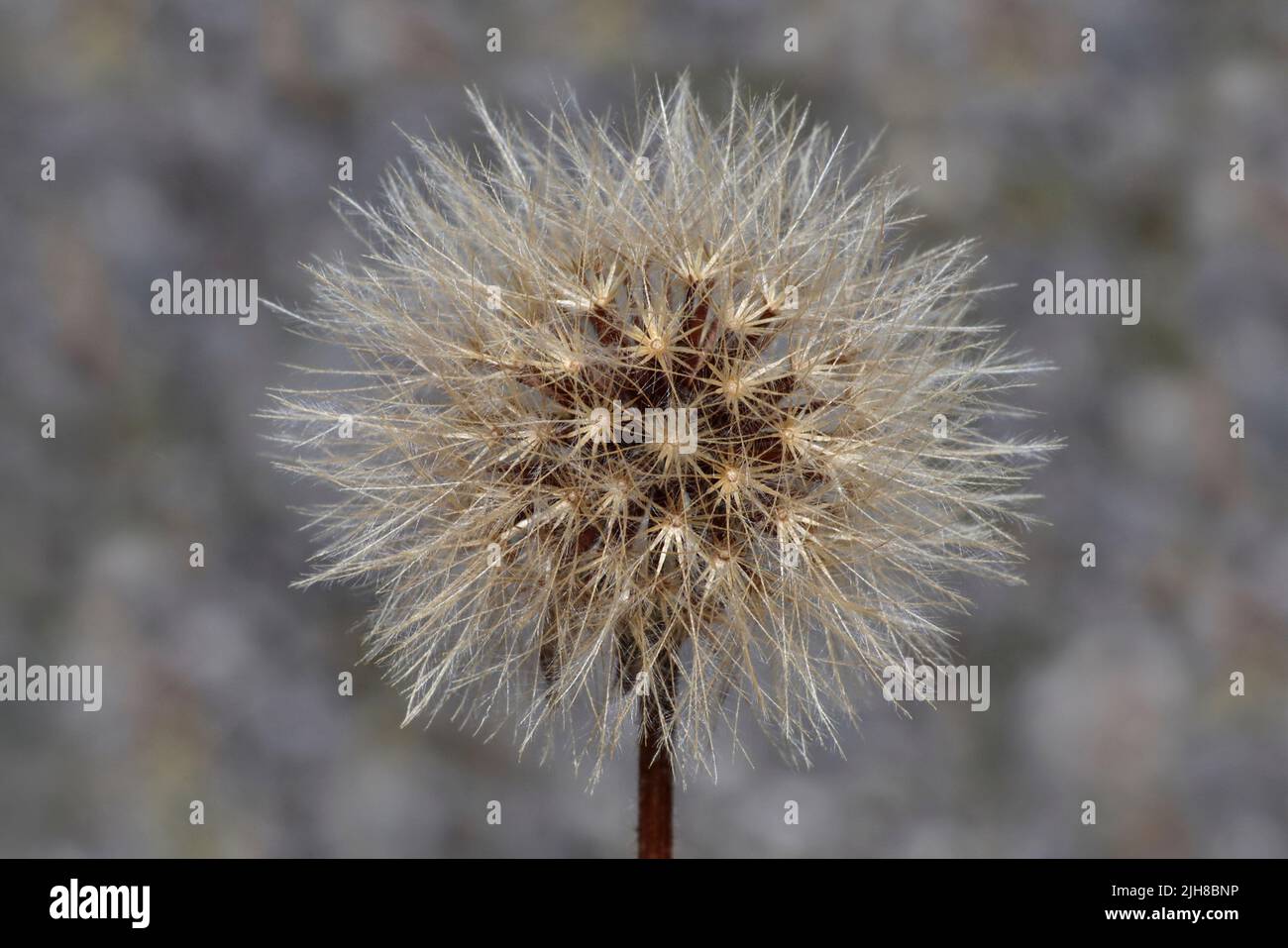 Common Catsear Seedhead Hypochaeris radicata Stock Photo