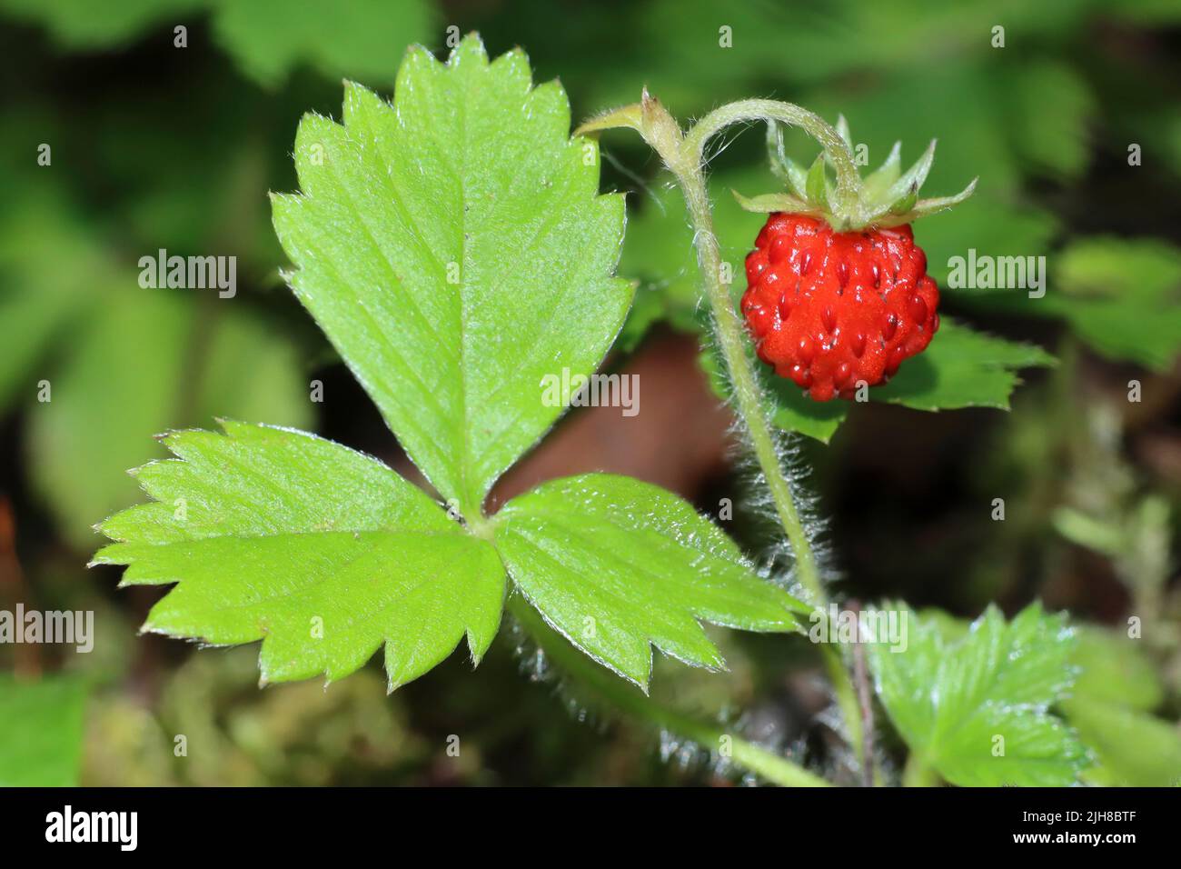 Wild Strawberry Fragaria vesca Stock Photo