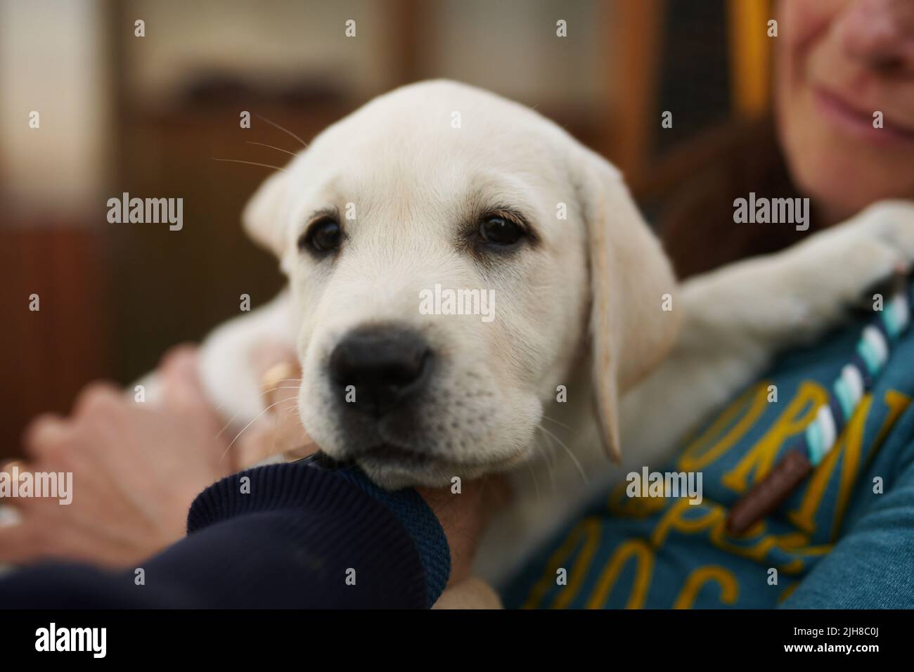Cute little blond puppy relaxing on its owners lap in a close up head shot indoors at home Stock Photo