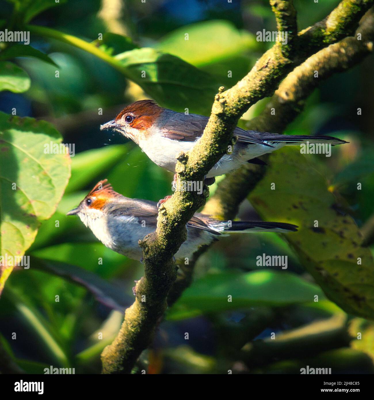 A couple of Chestnut-crested yuhinas (Staphida everetti) on a tree branch Stock Photo