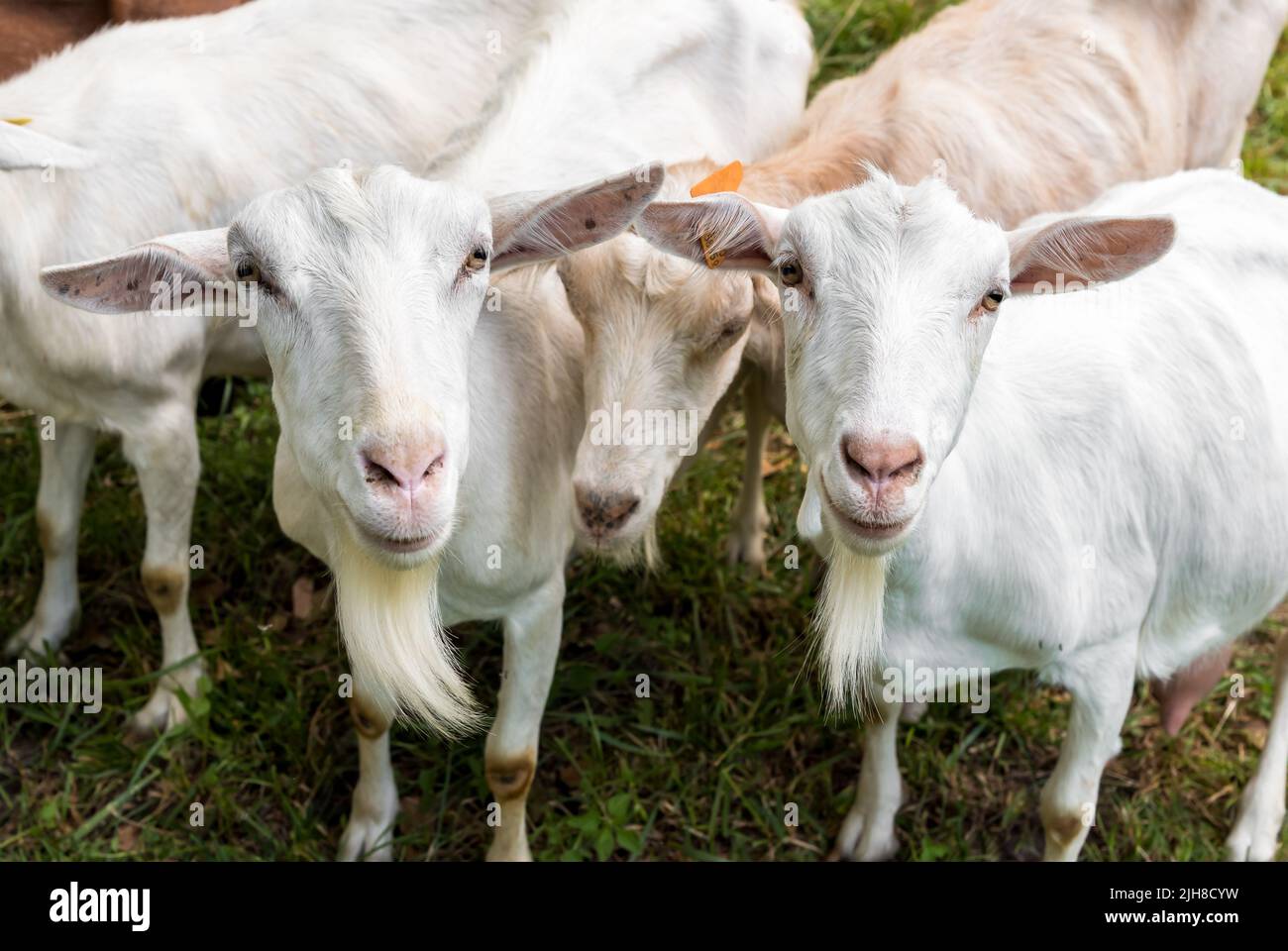 White dairy goats in a pasture meadow at summer hot day. Stock Photo