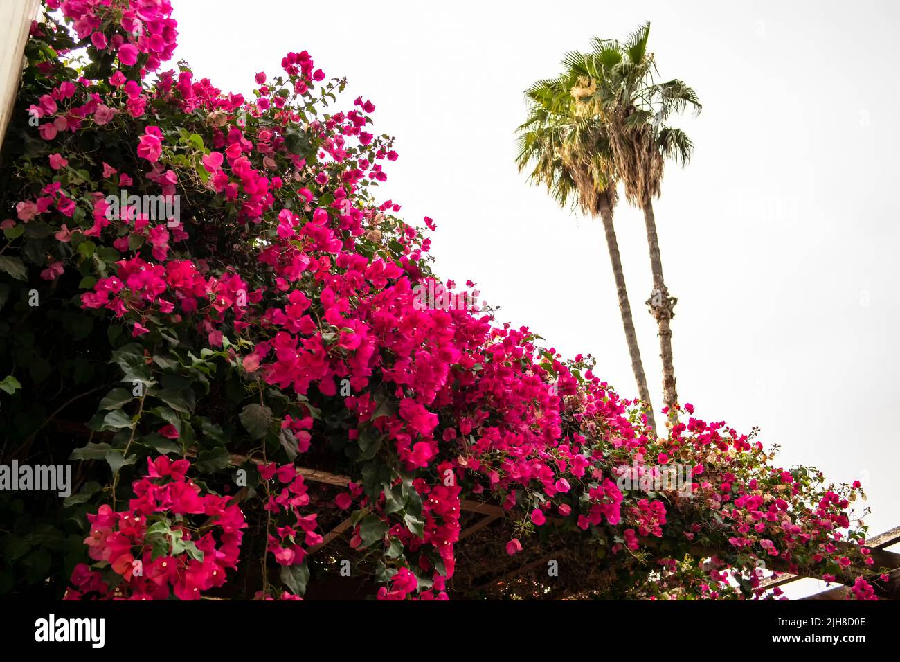 Purple flowers long island hires stock photography and images Alamy