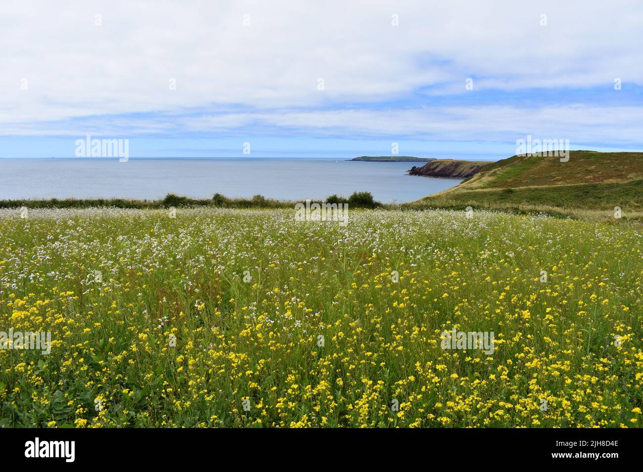 View across a field of flowers out to Skokholm island, Marloes, Pembrokeshire, Wales Stock Photo