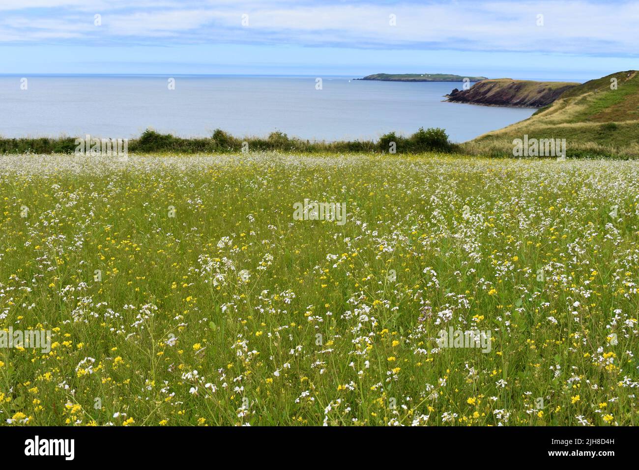 View across a field of flowers out to Skokholm island, Marloes, Pembrokeshire, Wales Stock Photo