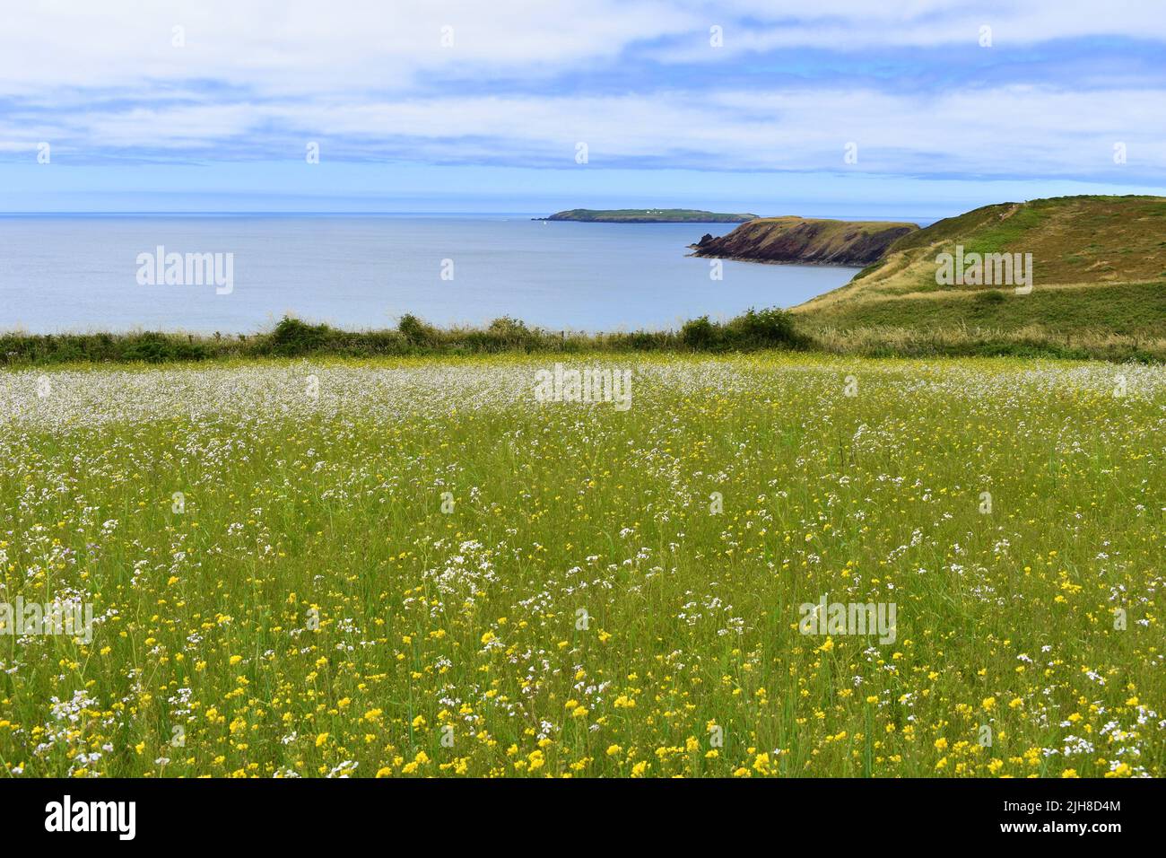 View across a field of flowers out to Skokholm island, Marloes, Pembrokeshire, Wales Stock Photo
