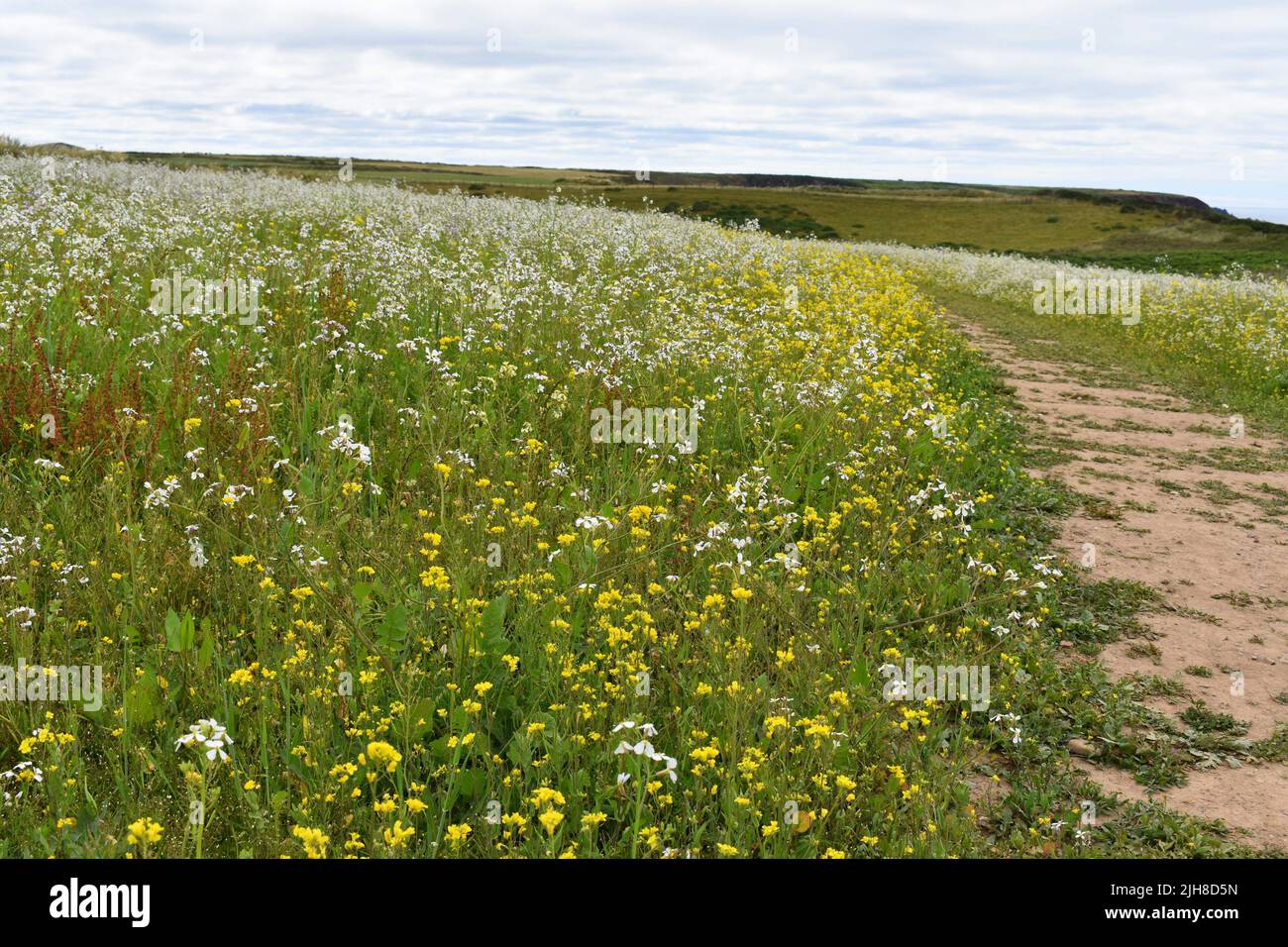Path through field of wild flowers down to Marloes beach, Marloes, Pembrokeshire, Wales Stock Photo