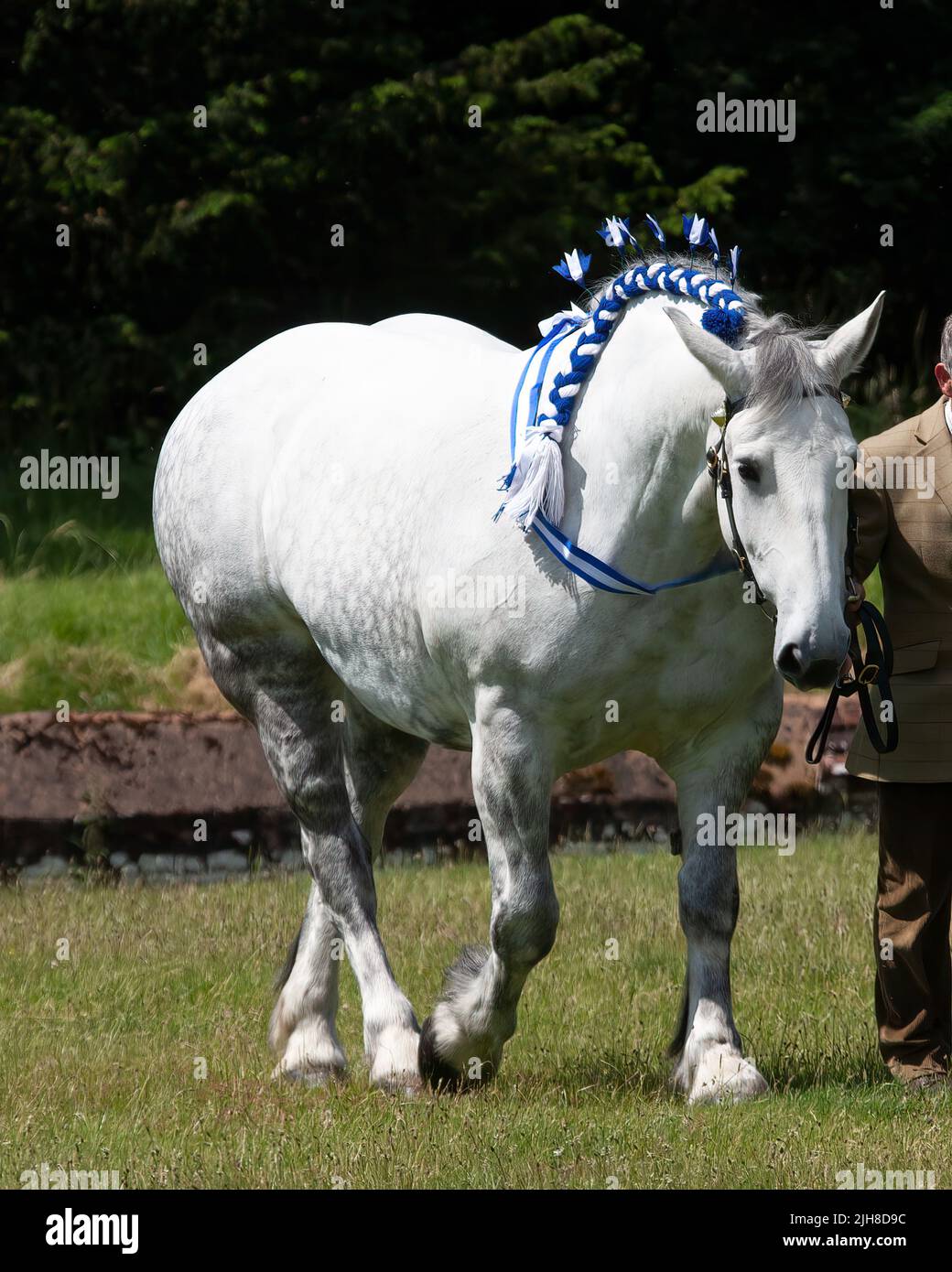 A magnificent white draft horse Stock Photo - Alamy