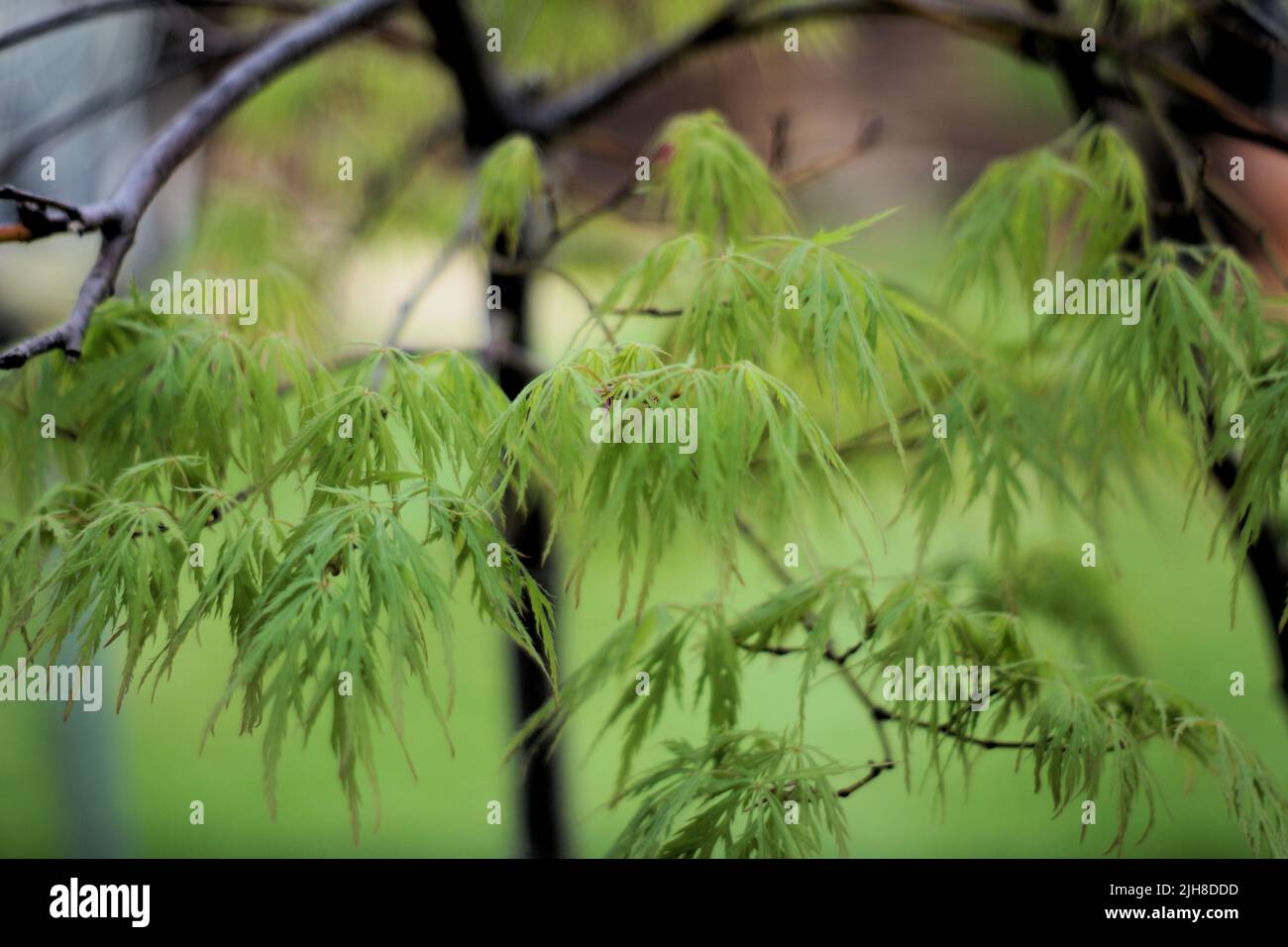 A selective focus shot of palm-shaped maple leaves Stock Photo