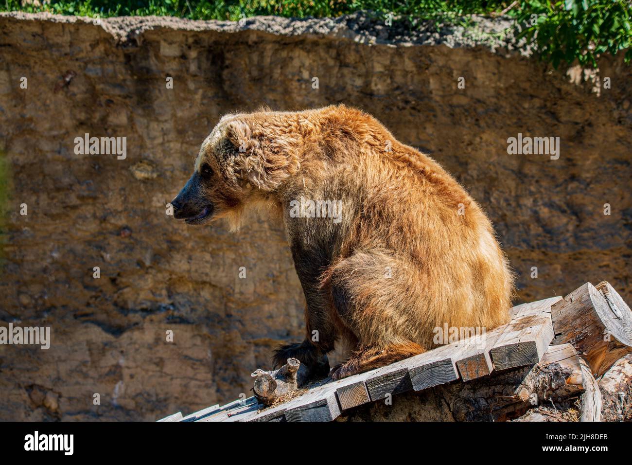 An adorable Grizzly bear resting on wooden surface in the zoo Stock Photo