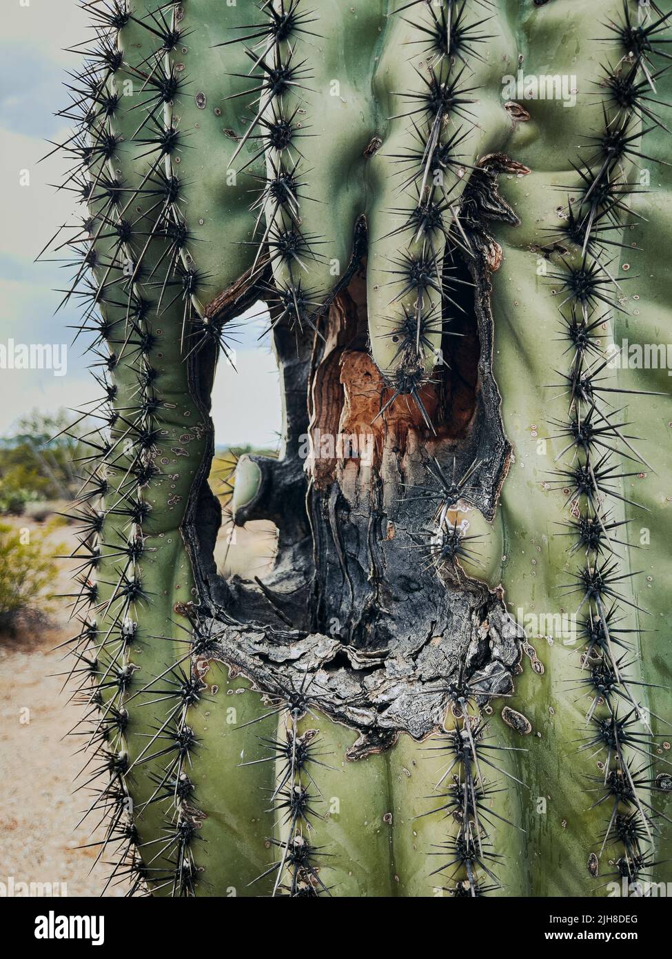 Closeup Saguaro Cactus with hole.  Stock Photo