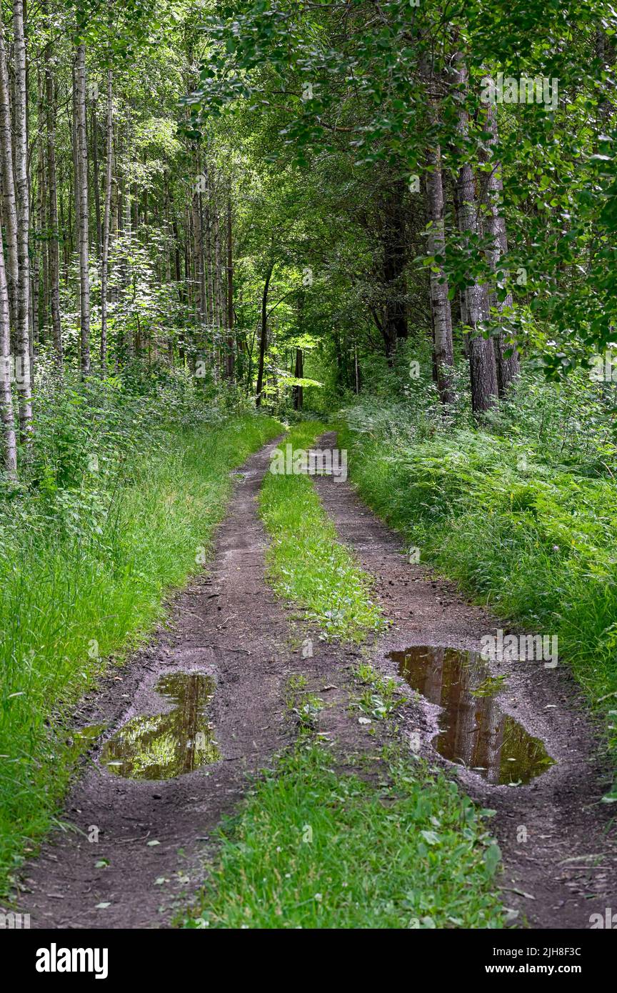 Straight forest road with water pools reflecting Stock Photo