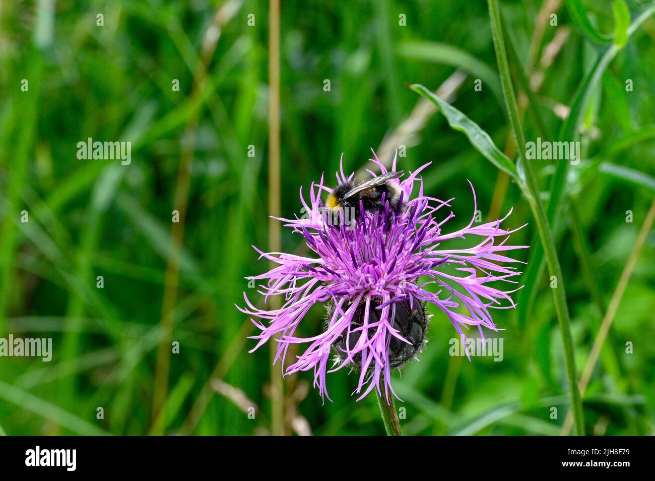 bumblebee on purple thistle in Swedish nature Stock Photo