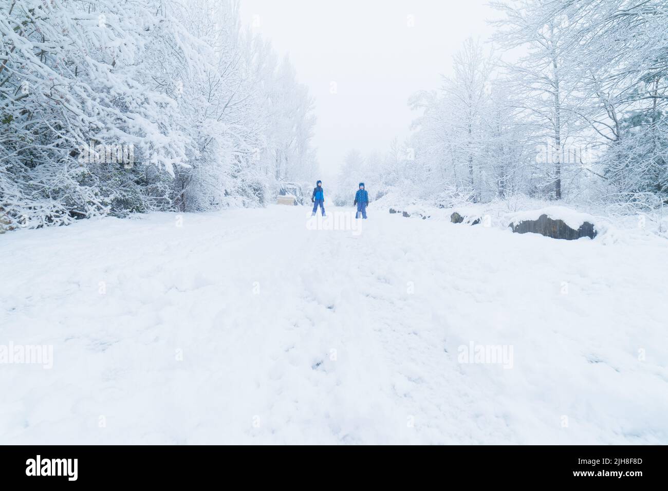 Two kids exploring a snowy track between white pines wearing blue snow suits. The image has big copy space. Stock Photo