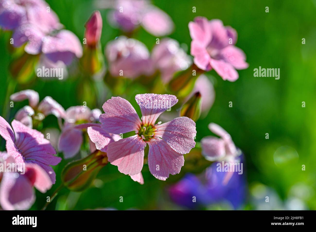 colorful flowers on a meadow in Sweden Stock Photo