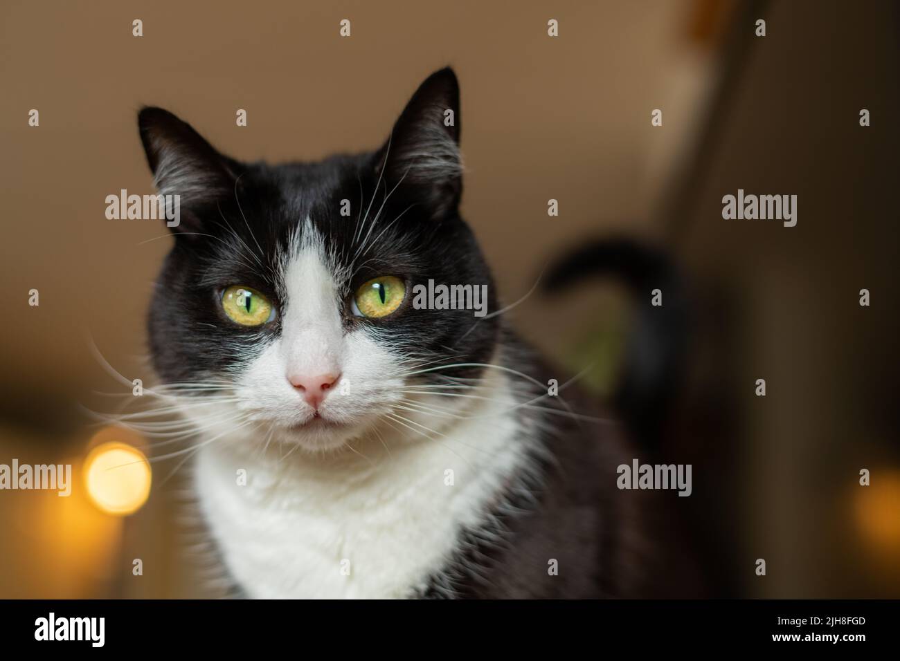 The portrait of a domestic short-haired cat looking at the camera Stock ...