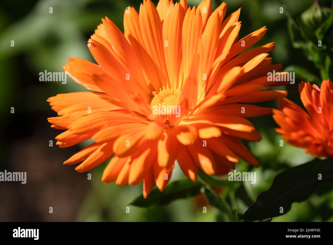 detailed close up Pot Marigold 'Calendula officinalis' common marigold