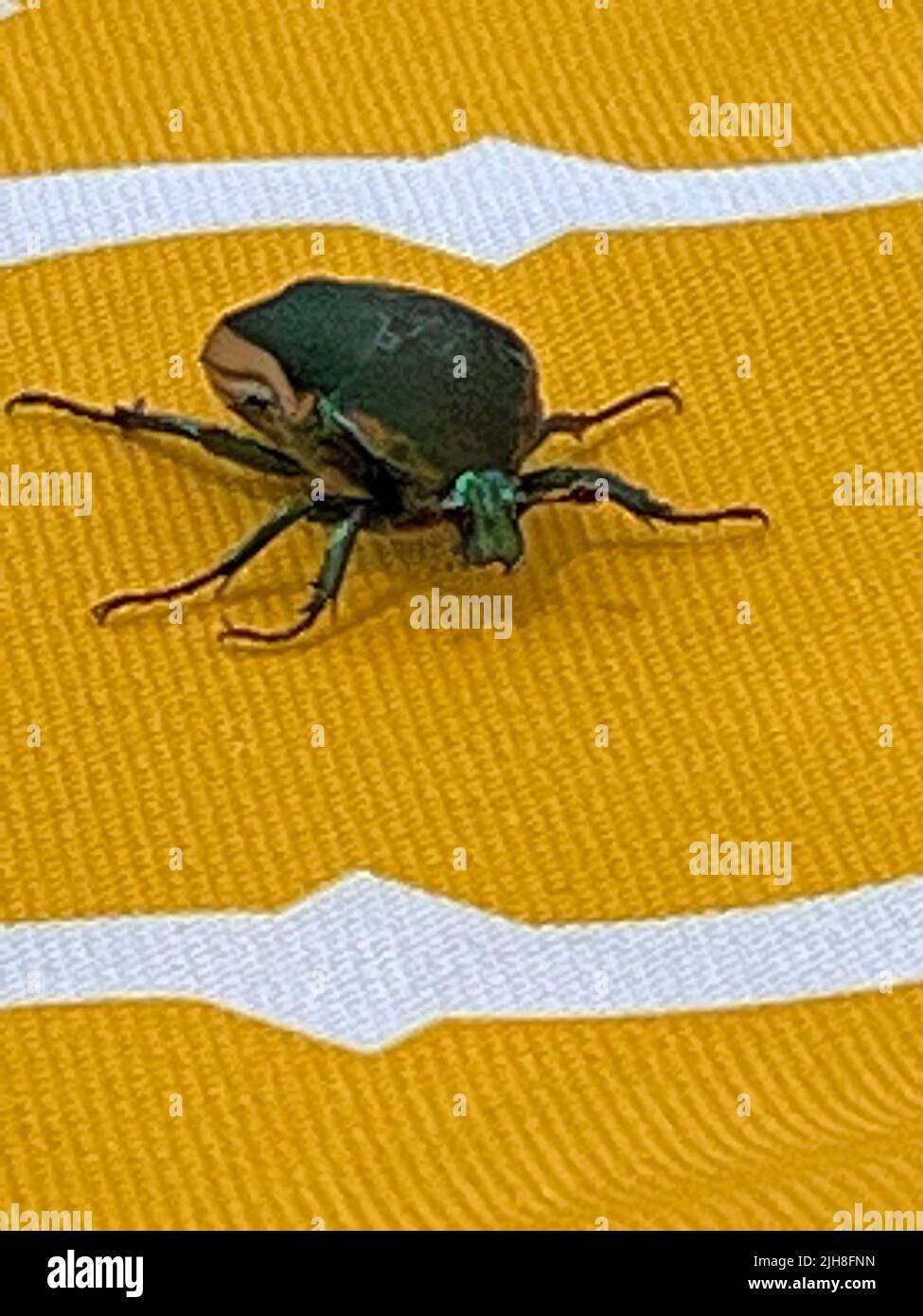 California Figeater Beetle Stock Photo Alamy