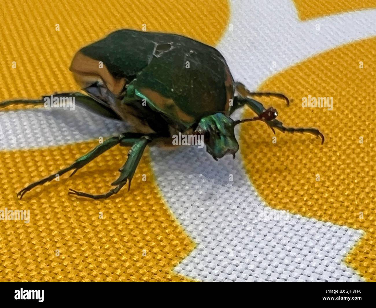 California Figeater Beetle Stock Photo